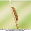 melanargia galathea azerbaijan larva1a